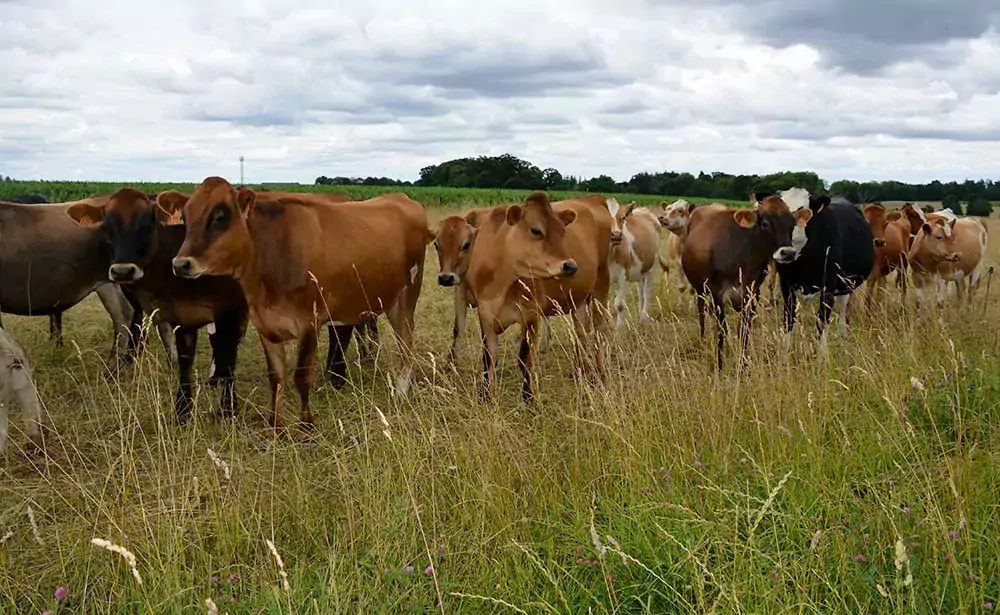 12858.hr - Illustration Vêlages à 24 mois avec vaches nourrices, sans maïs ni concentré