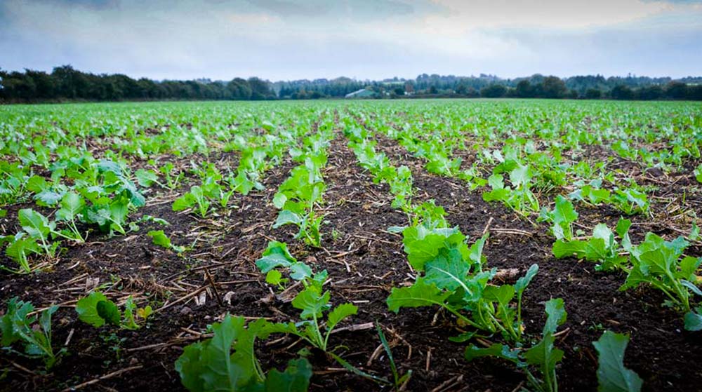 12933.hr - Illustration Colza : Assurer une bonne nutrition minérale à l’automne