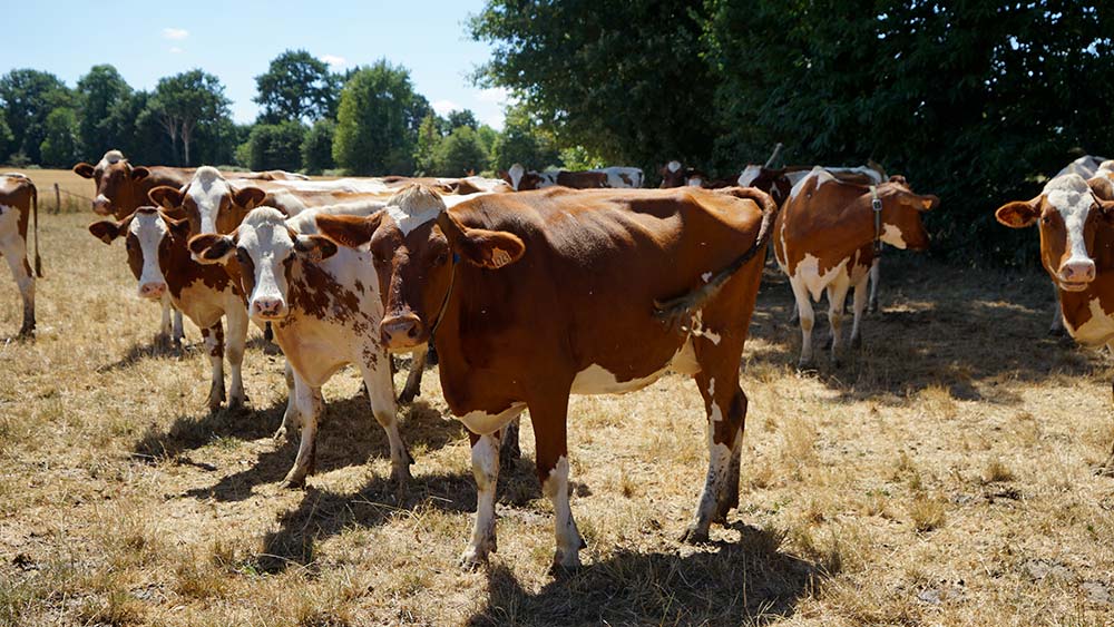 13050.hr - Illustration Elevages bovins en bretagne : Quels impacts de la sécheresse  ?