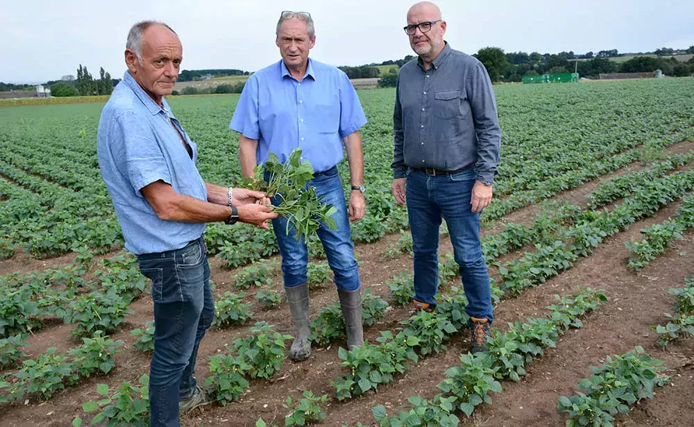  - Illustration Sécheresse : Des légumes en souffrance