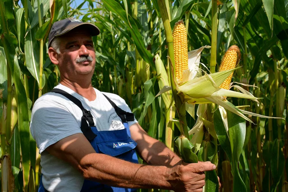  - Illustration « J’observe la plante et le grain pour fixer la date de récolte »