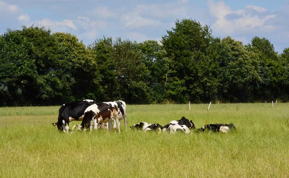  - Illustration Lait : « J’ai fait le choix de la simplicité »