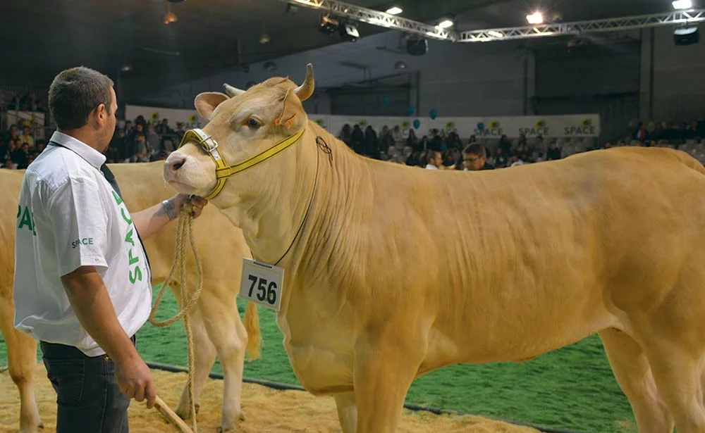  - Illustration La Blonde d’Aquitaine sous les projecteurs