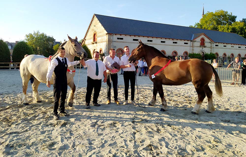  - Illustration Départemental du Cheval Breton