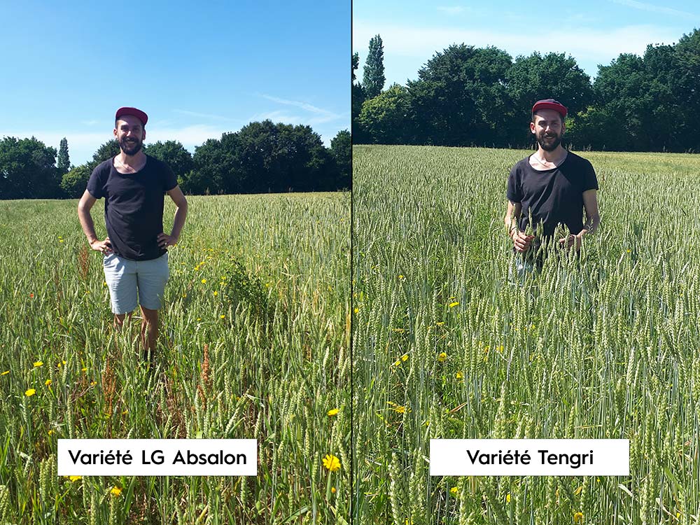  - Illustration Sélection des céréales biologiques : des spécificités marquées