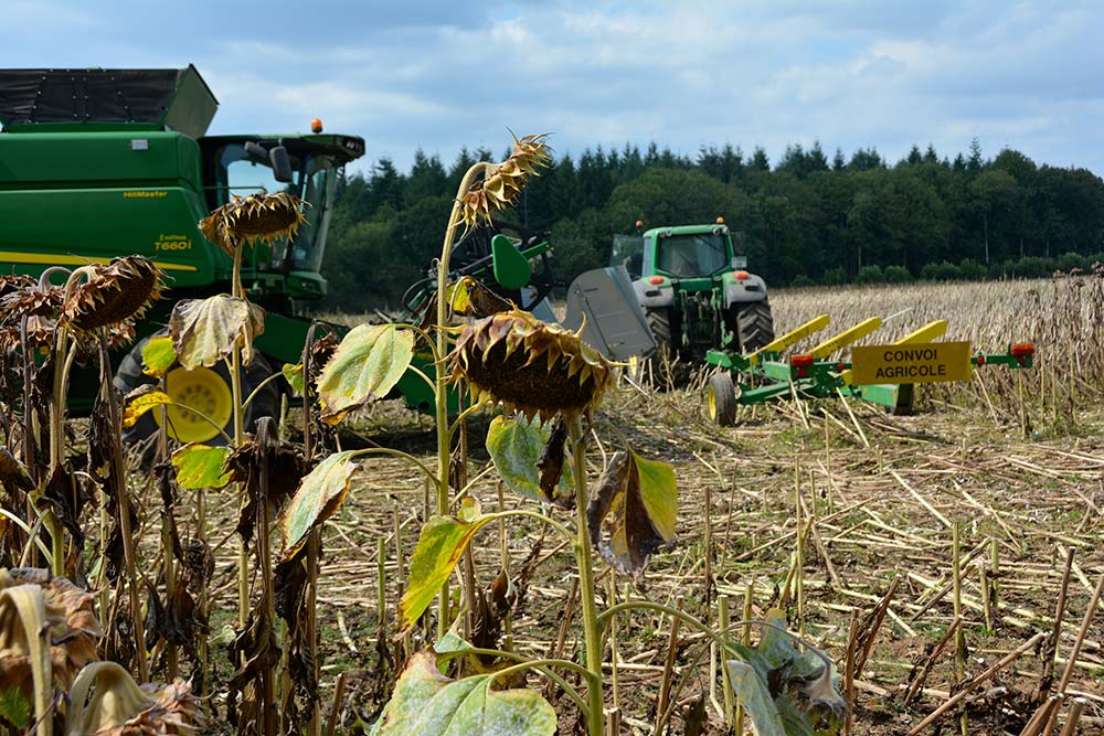  - Illustration Introduire du tournesol dans son assolement : La culture fait tache d’huile