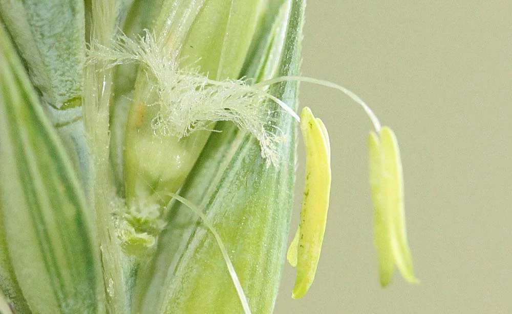 - Illustration Triticale : Rendements pluriannuels