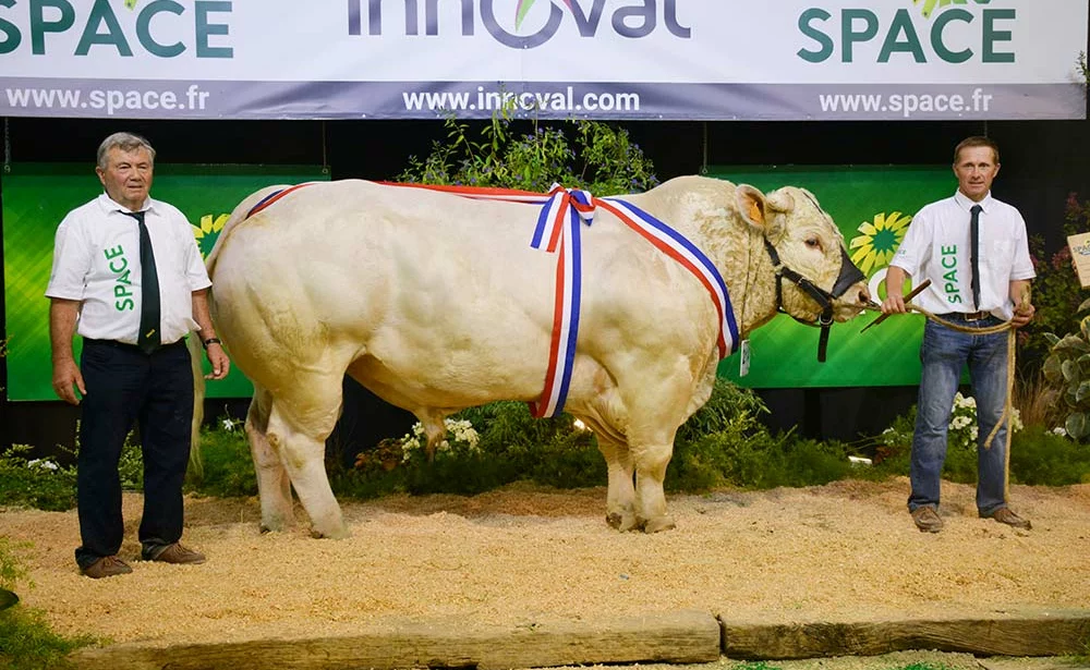  - Illustration SPACE 2022 / Charolais : Obélix, un Champion tout en muscles