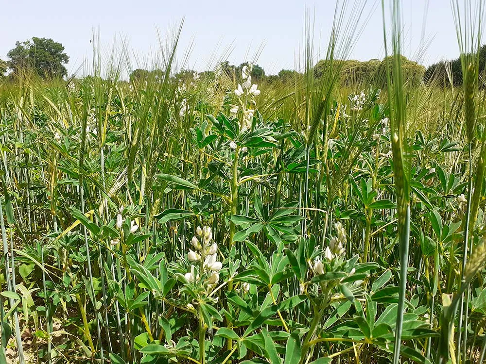 - Illustration Le lupin apporte sa pierre à l’autonomie protéique