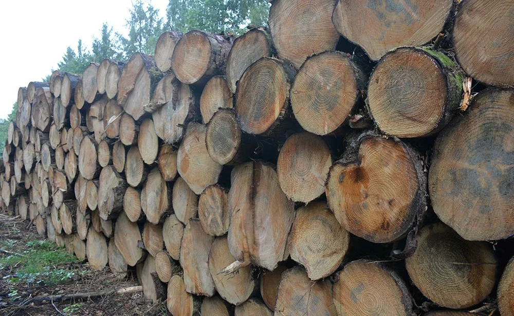  - Illustration Le défi de la forêt bretonne