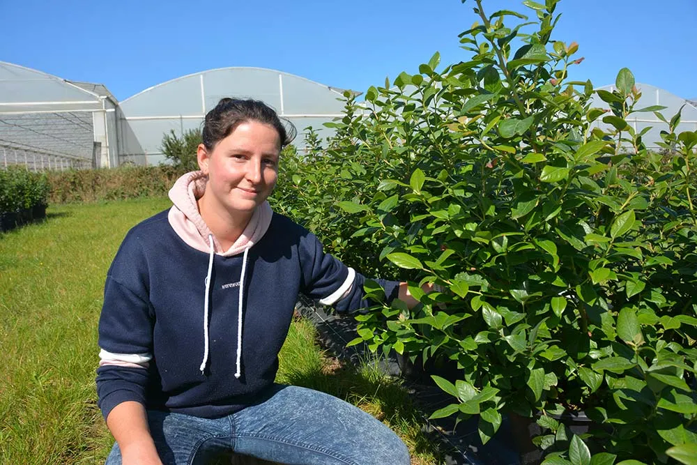  - Illustration Chou tige et broco tige côtoient les myrtilles