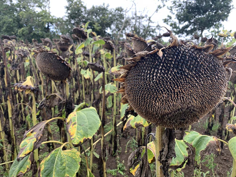 Les atouts du tournesol