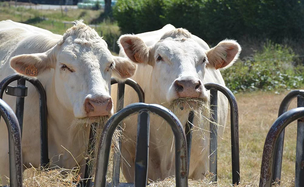  - Illustration Vers une pénurie de viande bovine : Où s’arrêtera la décapitalisation ?
