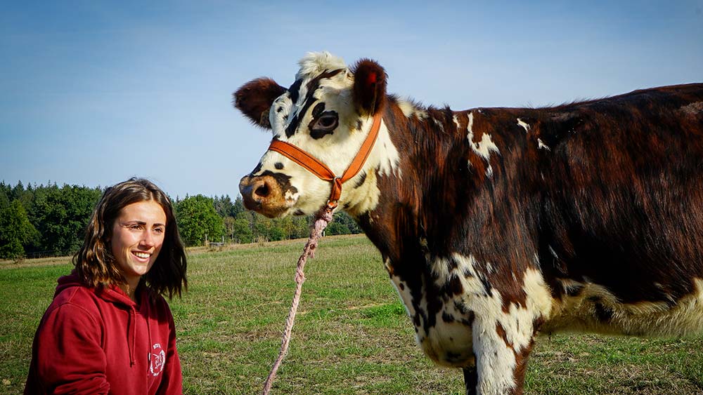 Vache normande : comment évoluent les caractéristiques de la race ?