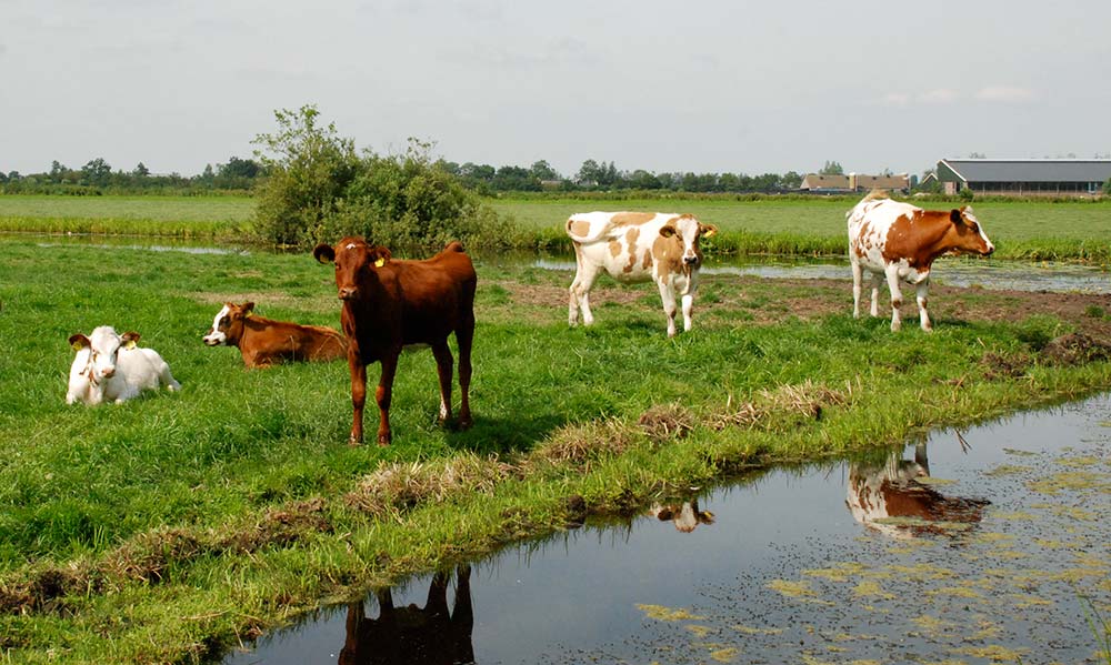  - Illustration Plan radical de réduction de l’azote : Les éleveurs néerlandais font le crash-test
