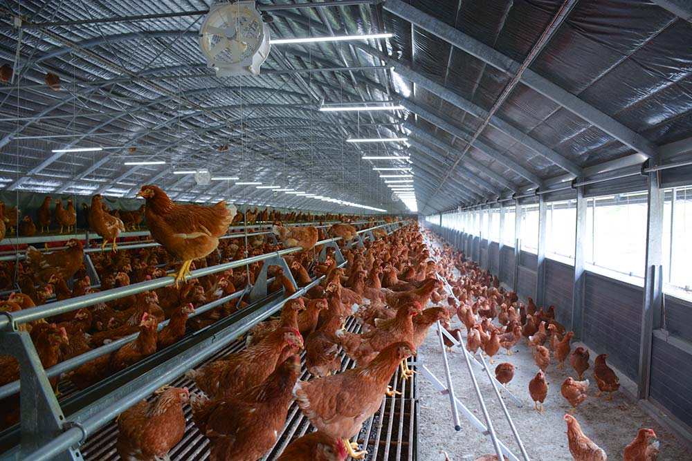  - Illustration La production d’œufs recule en Europe