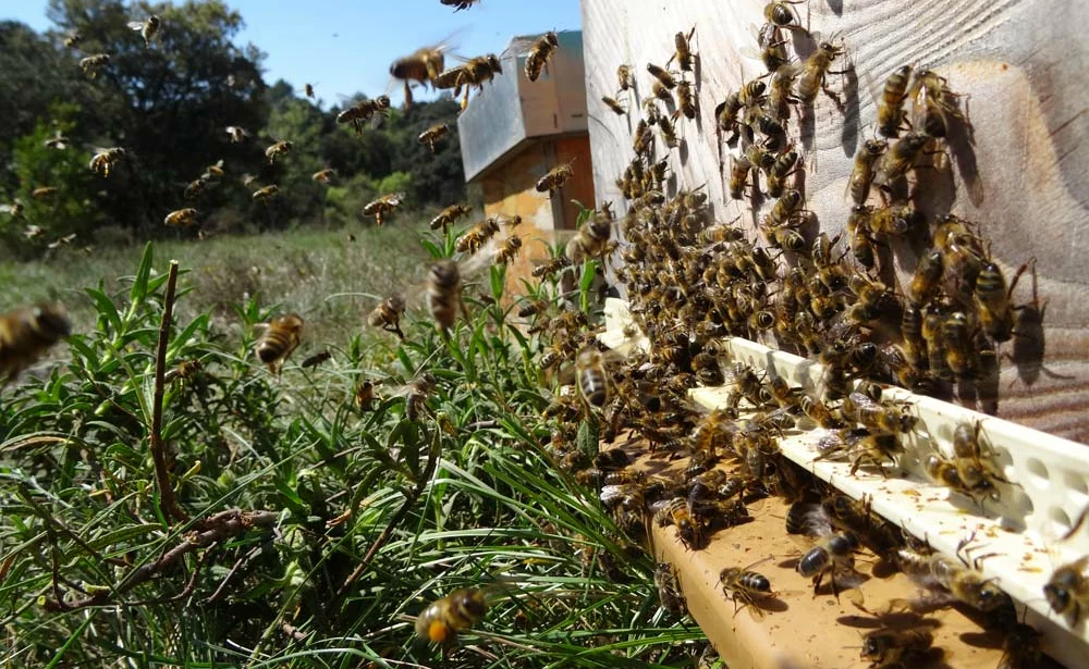 congres abeilles Quimper 2022 Unaf - Illustration La fin des pollinisateurs d’ici 2119 ?