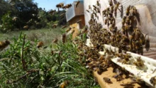 congres abeilles Quimper 2022 Unaf