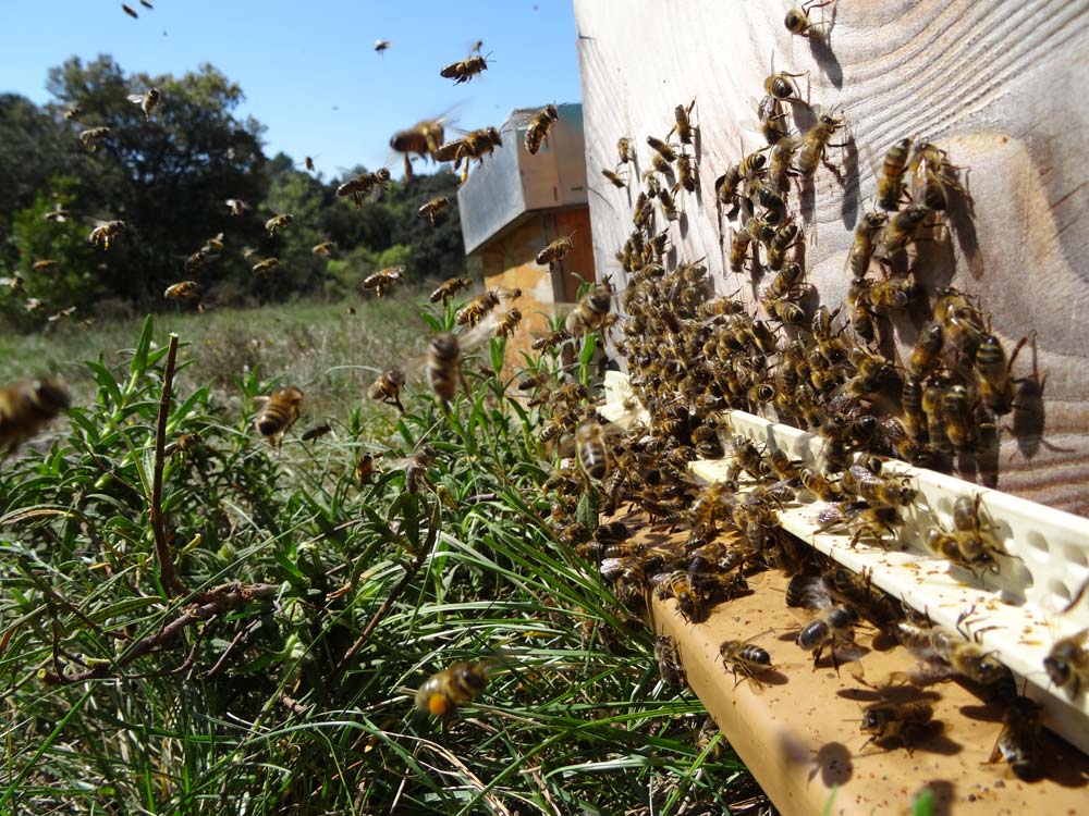 congres abeilles Quimper 2022 Unaf