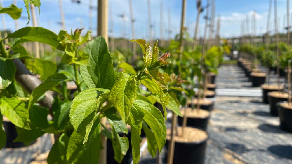 label rouge arbres fruitiers