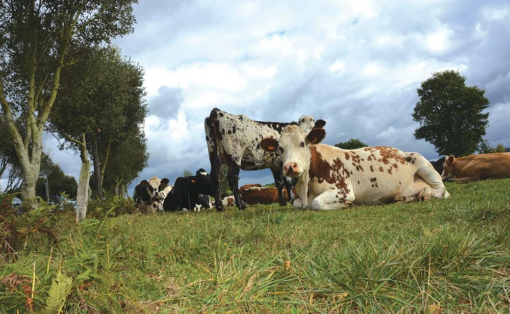 - Illustration Rapprocher l’herbe de son troupeau