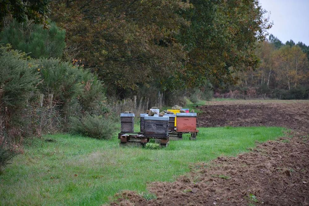  - Illustration Et si j’accueillais des ruches sur mon exploitation ?