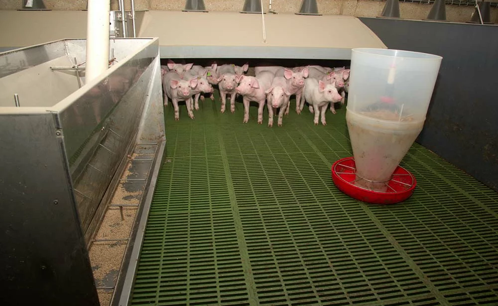 - Illustration Des choix guidés par le bien-être animal