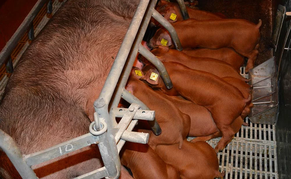 - Illustration Filière porcine espagnole : Des relais de croissance à l’étranger