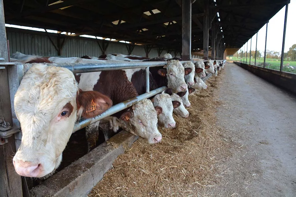  - Illustration L’engraissement devenu plus rémunérateur