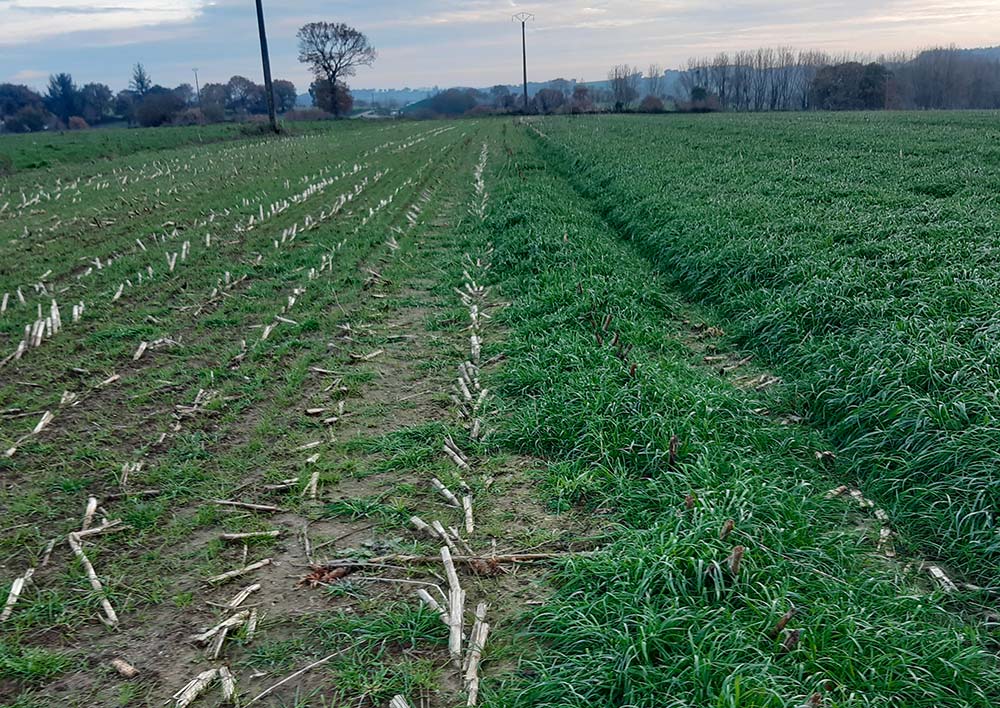  - Illustration Le drone à l’heure des semis précoces de couverts végétaux