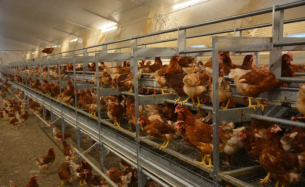  - Illustration Un foyer d’influenza aviaire à Canihuel
