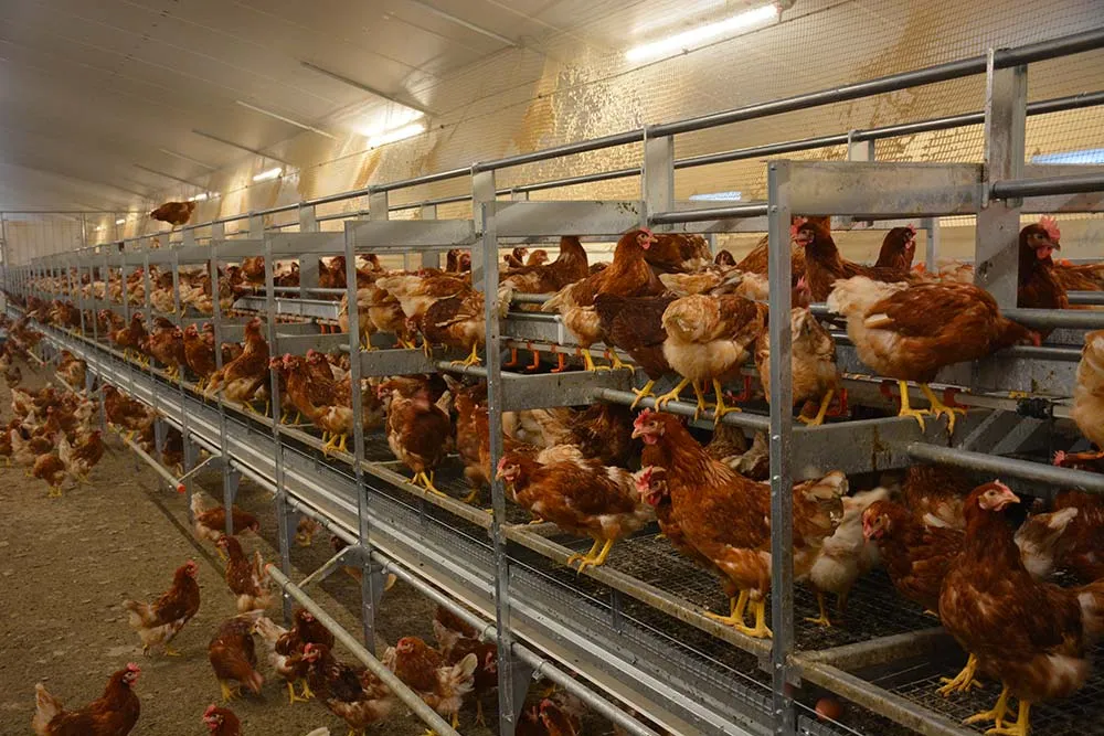  - Illustration Un foyer d’influenza aviaire à Canihuel