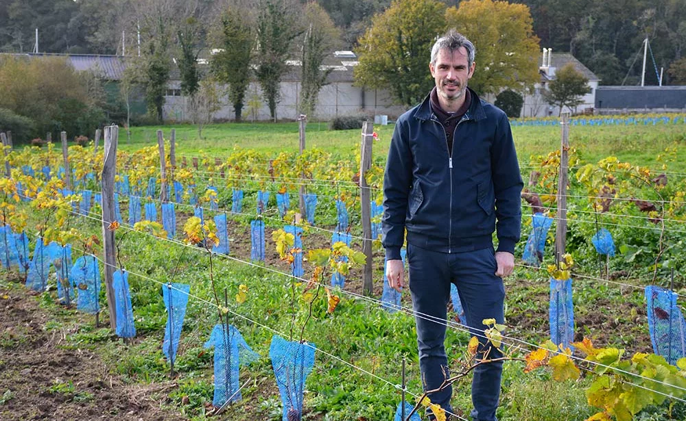 - Illustration Les vignerons se forment à Auray