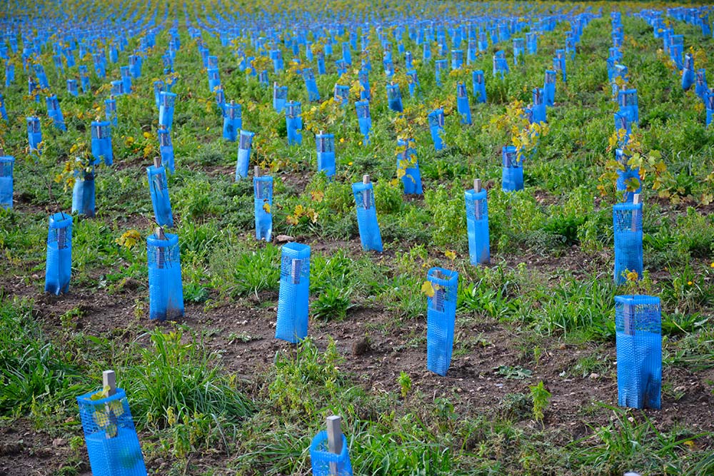  - Illustration Ils misent sur la vigne, à Plougoumelen