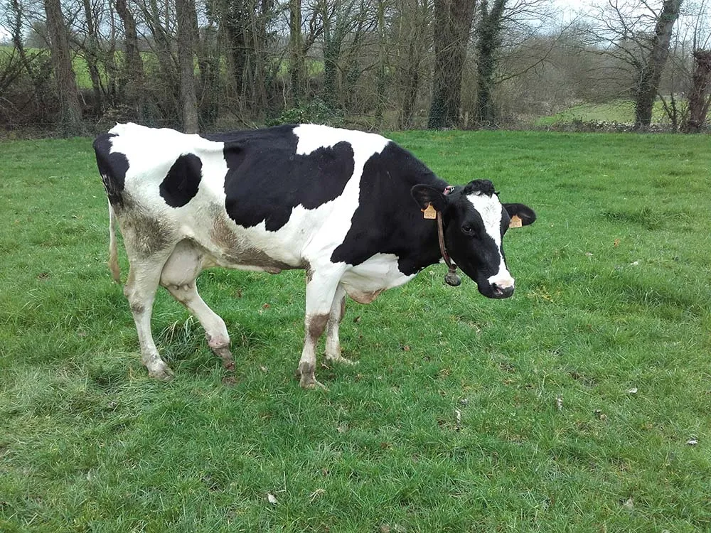  - Illustration Méconnu, le super panaris fait des dégâts