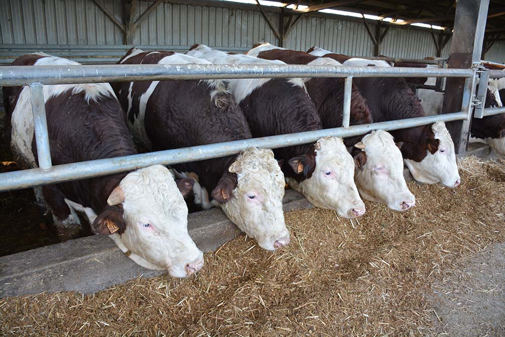  - Illustration Vigilance sur la date de dépôt des aides bovines