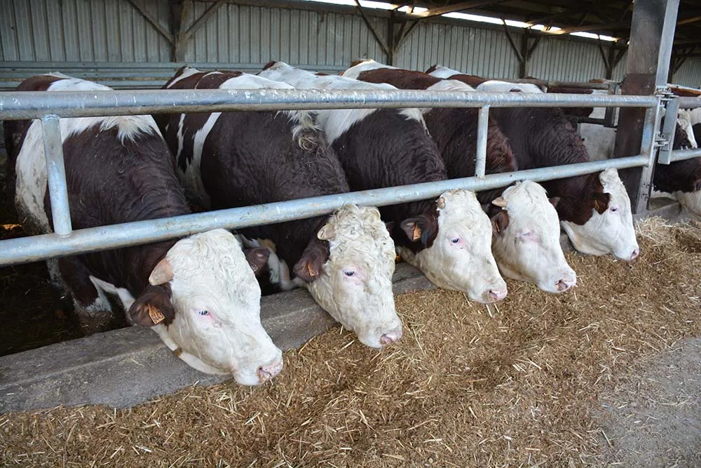  - Illustration Vigilance sur la date de dépôt des aides bovines