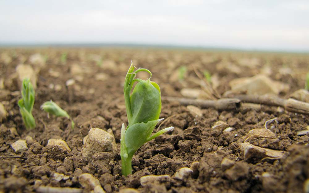 Bien implanter ses pois de printemps en 2023