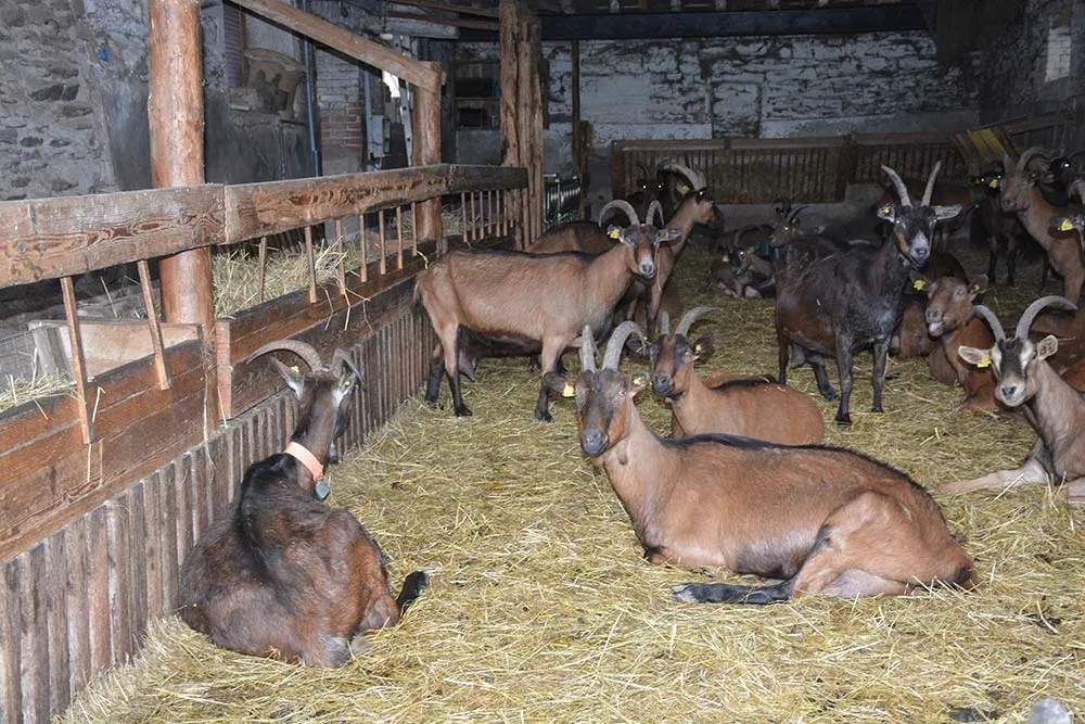 14680.hr - Illustration Synergie entre les ateliers chèvre, bovin et porc