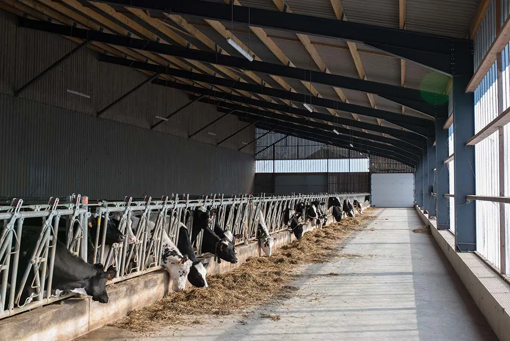 14821.hr - Illustration Un bâtiment génisses qui change la vie