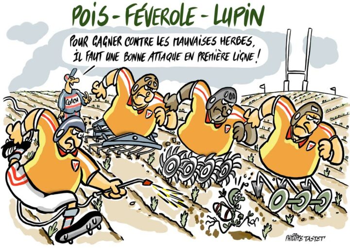 dessin desherbage mixte pois feverole lupin ptastet terresinovia