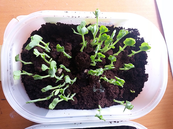 germination test