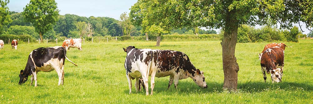 Électrificateur de clôture électrique de vaches, moutons, porcs 230 volts