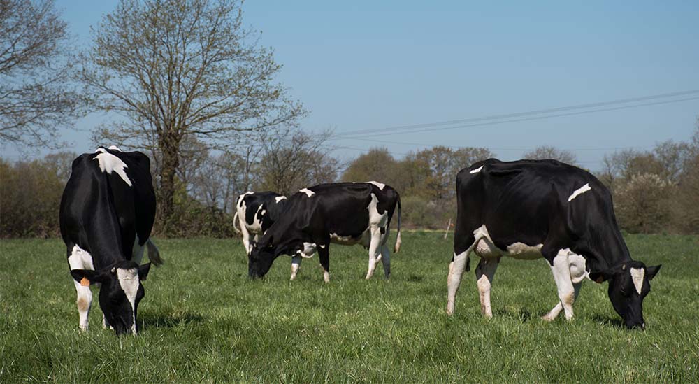 15257.hr - Illustration De l’herbe « laitière » au menu des vaches