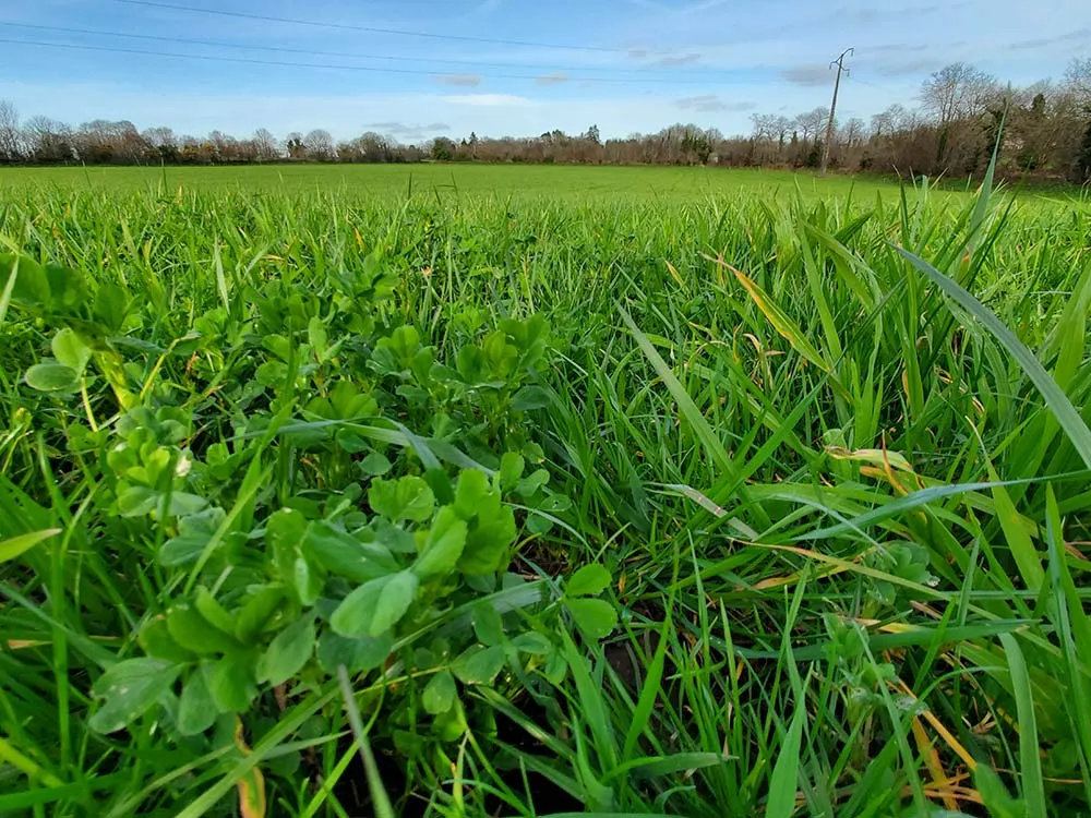 15311.hr - Illustration Le brome, une graminée à part entière
