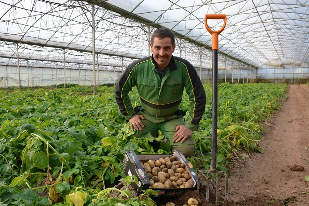 15531.hr - Illustration La saison de la pomme de terre sous-abri est lancée