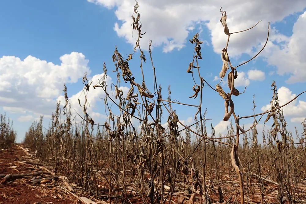 15670.hr - Illustration Des champs et des portefeuilles à sec en Argentine