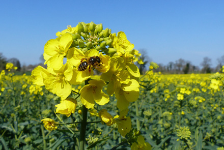 colza traitement floraison protection abeilles01