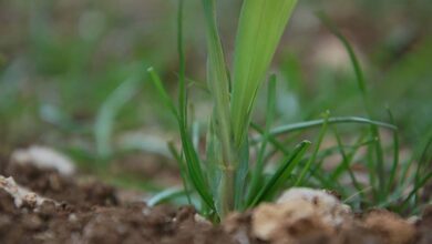 Photo of Profiter des sols humides pour gérer les ray-grass précocement