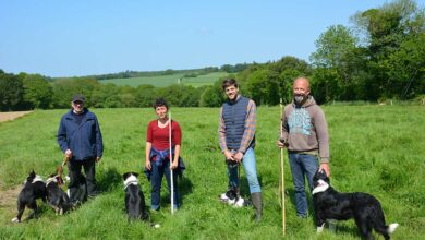 Photo of Les meilleurs chiens  de troupeau en concours